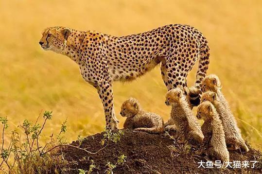 并不擅长爬树的猎豹, 为何还要经常上树?