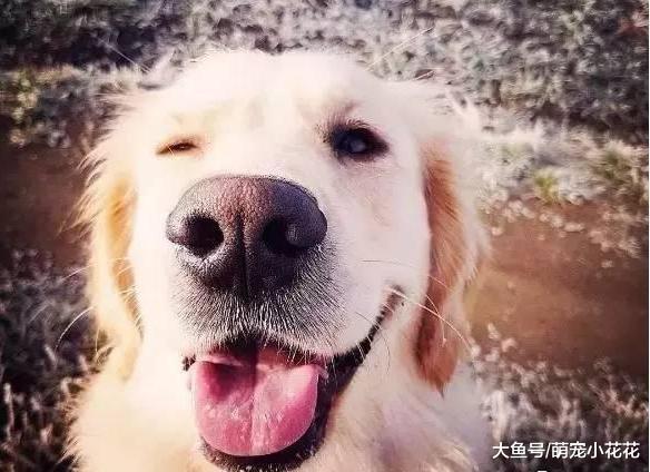 最适合陪你“游山玩水”的5大狗狗, 智商高、警觉性强!