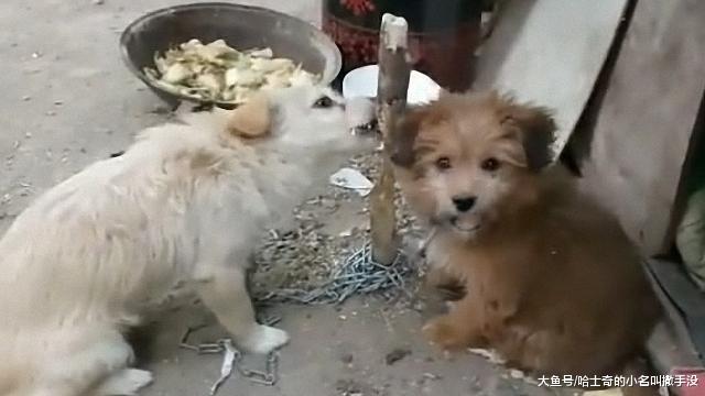 两只小土狗被拴到小树上, 没想到这俩狗差点把小树啃断了, 真聪明