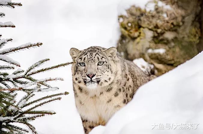 雪豹和豹子的栖息地有重叠吗? 它们谁更强?