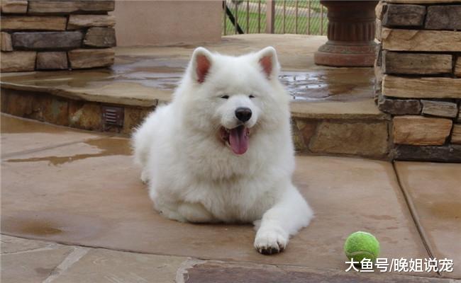 5种最傻的狗狗, 第一个不认识主人, 第三个谁牵着它就跟谁走