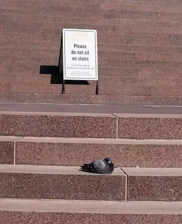 动物也疯狂: 去你妹的规矩, 我们就这么我行我素!