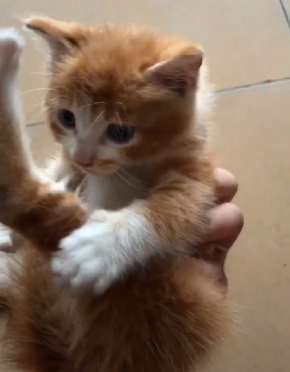 橘猫在马路上乱窜, 被好心人带回家, 猫: 快把鞋盖我身上, 冷…