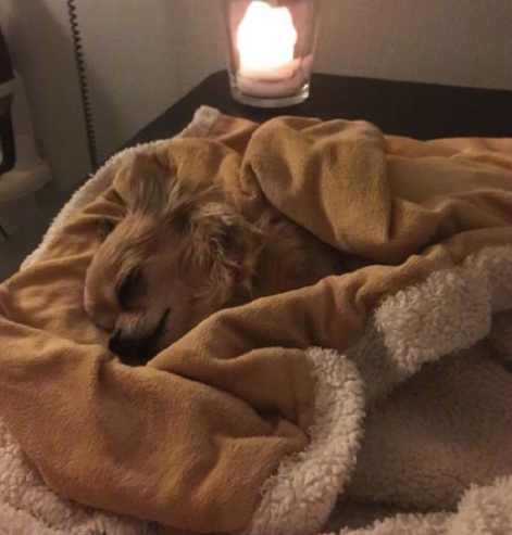 狗狗: 主人我走了, 你们晚安, 我不能再陪伴你了