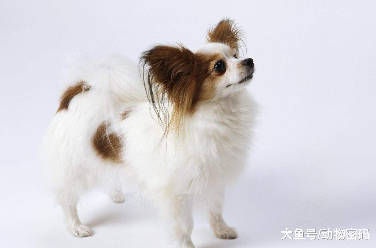 对主人最忠诚的四种狗, 性格温顺, 一辈子不会背叛!