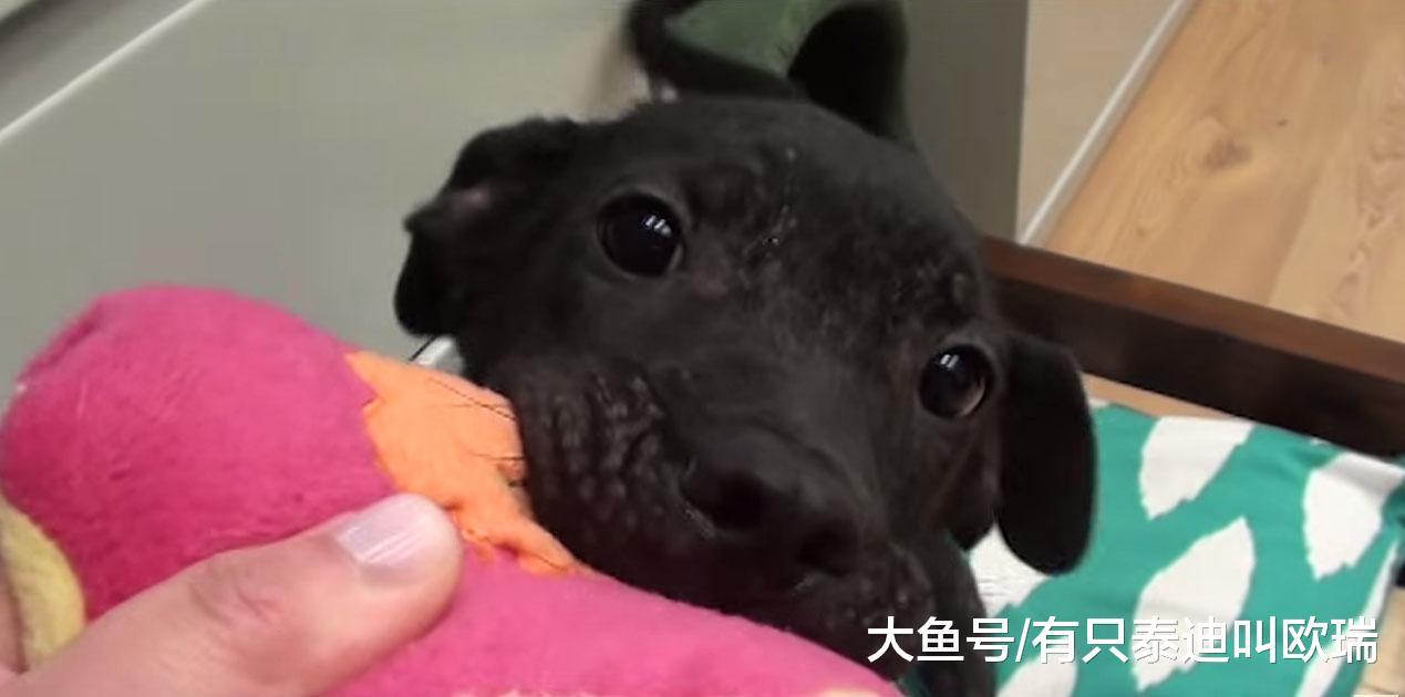 面目全非的流浪狗差点就要被安乐死, 但这些好心人插手改写了狗狗的一生