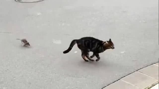 黑猫偶遇老鼠, 上前试探却被老鼠撵着猛追, 猫咪脸上写满慌张!