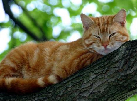 天气太冷, 小奶猫躲到主人的雪地靴里睡觉, 小模样太萌了