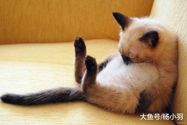 天冷猫睡着了流鼻涕, 主人担心它感冒, 靠近查看笑喷: 咱家不缺肉