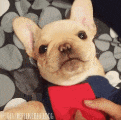 共享宠物? 不想养了就退? 你拿狗命开什么玩笑呢!