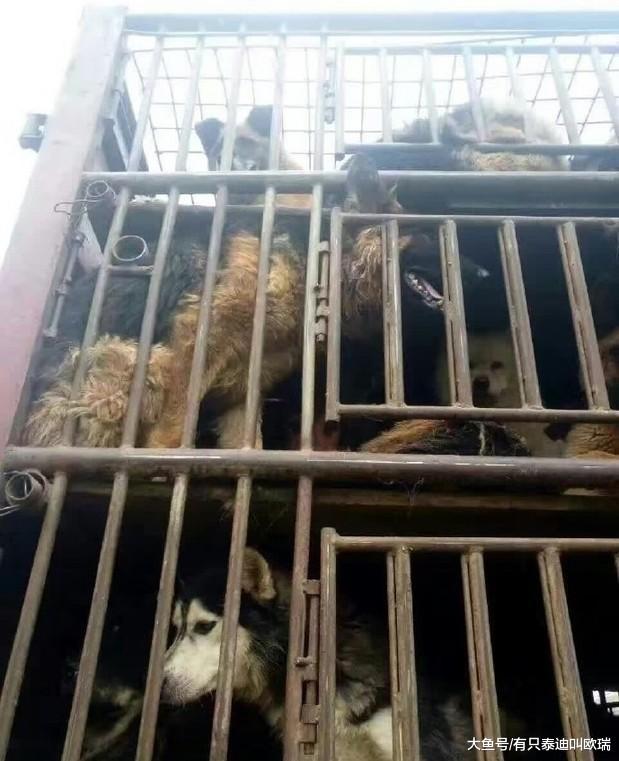 狗狗被运往屠宰场, 趴在铁笼前的表情让人心酸想哭