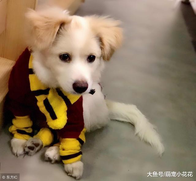 狗狗得了细小怎么办?