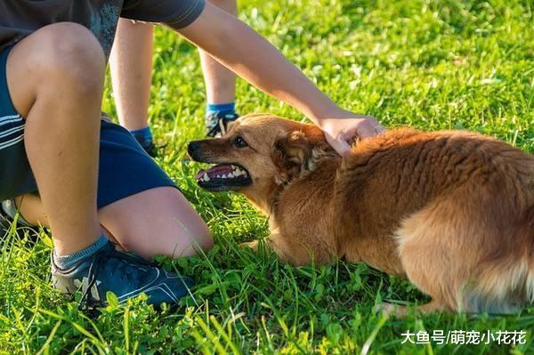 最令狗狗讨厌的5种行为, 咬你是因为你做了其中一个!