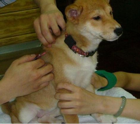 兽医提示: 狗狗有这“5个迹象”, 说明要驱虫了, 刻不容缓!