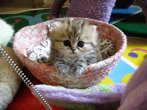 一个单身猫奴的生活, 竟然这么忙的吗?