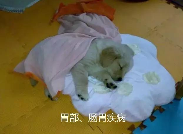 金毛意外骨折需休养, 主人调理后狗狗胖五斤, 食补的三点重要技巧