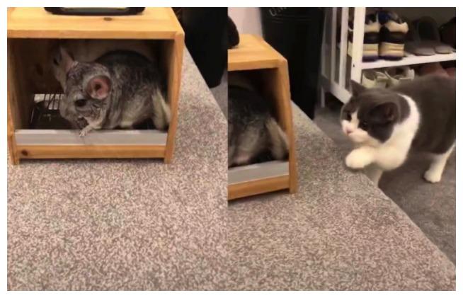 主人买了一只龙猫, 猫咪表示好奇: 亲, 听说你是我亲戚哈