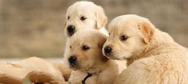 地球上10大最干净最好养的狗, 拉布拉多第四, 金毛第三, 博美榜首