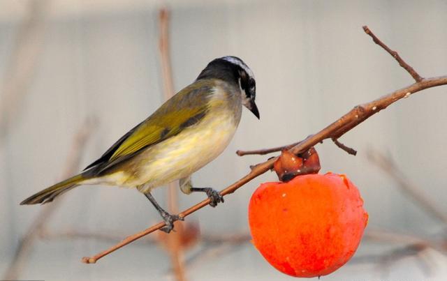 生肖：恭喜3生肖，7月财运上上签，越努力，越有钱！