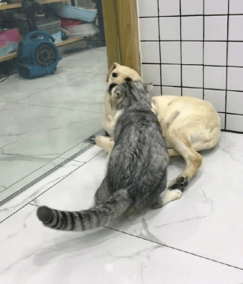 猫咪被关铁笼, 狗子在外面睡觉, 猫被放出来后做出的举动亮了……
