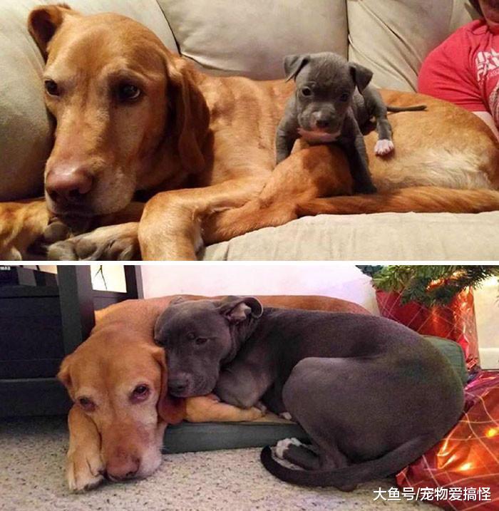 18张照片让你相信友情跨越物种, 太温馨啦!