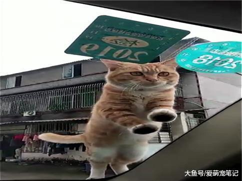 网友开车被一只霸气的流浪猫碰瓷, 猫: 开车门, 准你做我的铲屎官