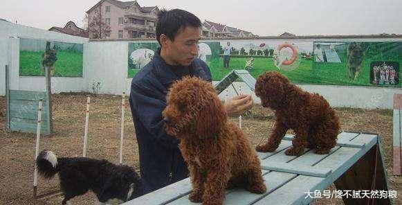 不要再说讨厌贵宾犬了, 你不知道人家有多优秀