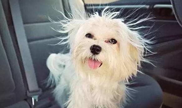 它们都是天然的“美毛粉”, 狗狗毛发粗糙, 越吃越亮泽柔顺!