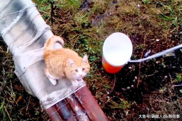 猫咪在楼下叫唤, 主人丢了一个桶下去, 猫咪懵逼了!