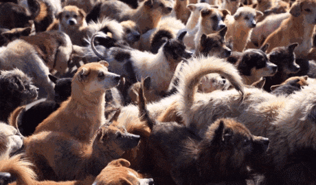 寒风已至, 为爱盟基地的毛孩子们募粮过冬