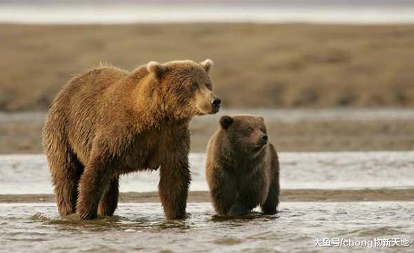 俄罗斯男子和灰熊一起钓鱼, 这个场面刺激又和谐, 不愧是战斗民族