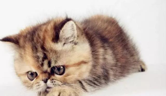 关于猫咪的大脑, 你知道的有多少?