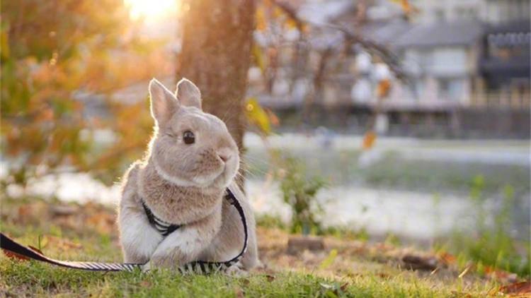 新手养兔砸, 这些事情不能不知道!