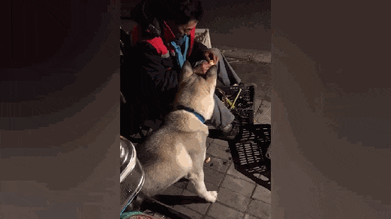 哈士奇爱吃橘子, 在街边水果摊前站着不走, 还要大爷掰开橘子喂…