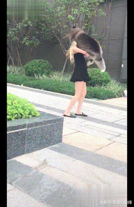 拧不开瓶盖的女生, 竟能抱得动阿拉斯加! 为了养狗都成女汉子啦!
