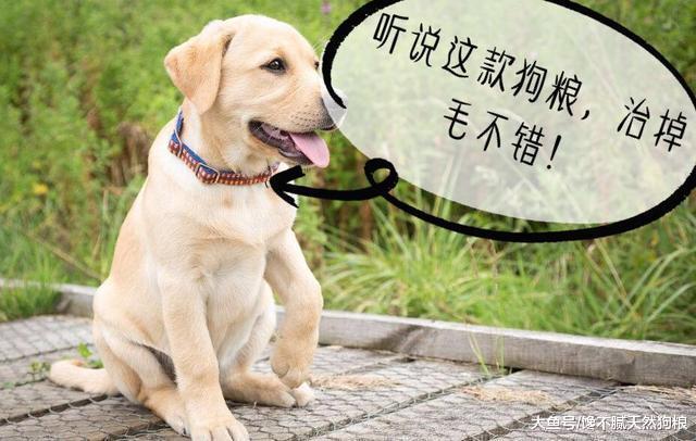 养拉布拉多的痛, 只有养过的人才知道! 网友: 太坑了!