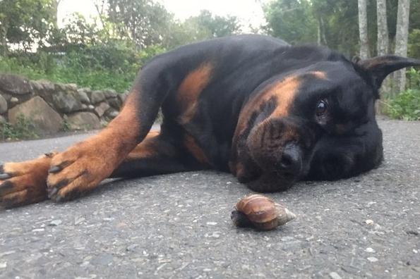 让蜗牛一家先过! 洛威拿犬遇母带子过马路, 它倒地等到厌世眼神死