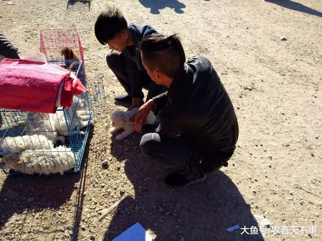 比熊幼犬品相不好, 商贩喊价400元一只, 年轻买主爽快带走!