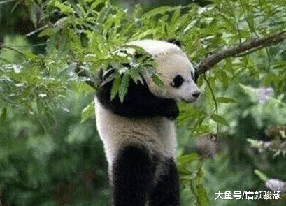 天生劳碌命, 这几大星座凭实力“猝死”
