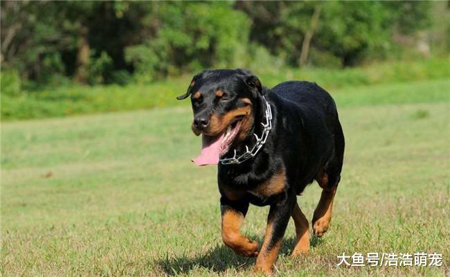 下面五种狗狗, 看一眼就喜欢上它们了, 能养一种就知足了