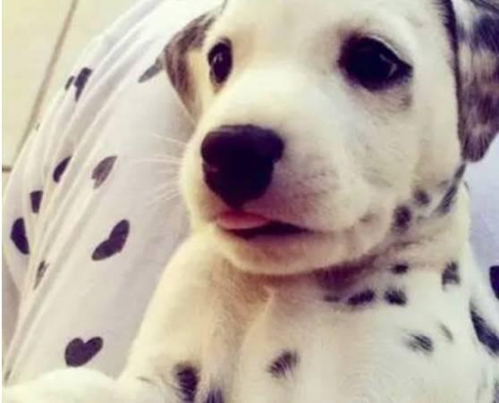 我们为什么要养狗? 也许这就是最好的答案吧!