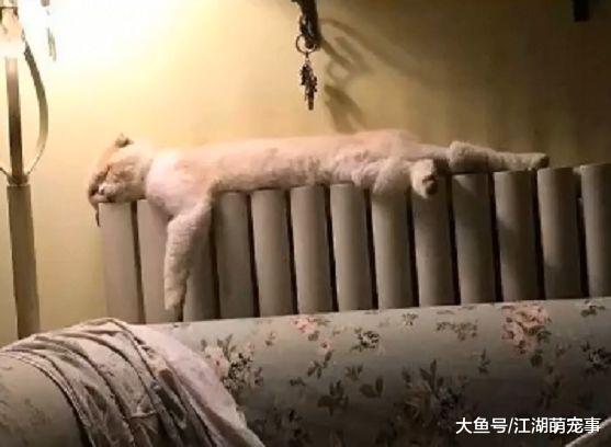 猫咪睡觉起来发现自己的脸睡扁了, 喵: 再拍我就生气了啊!