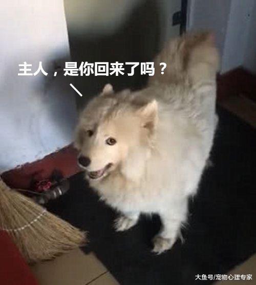 独居女孩搬入新家, 却屡遭萨摩耶的敲门, 邻居的话令她鼻头发酸