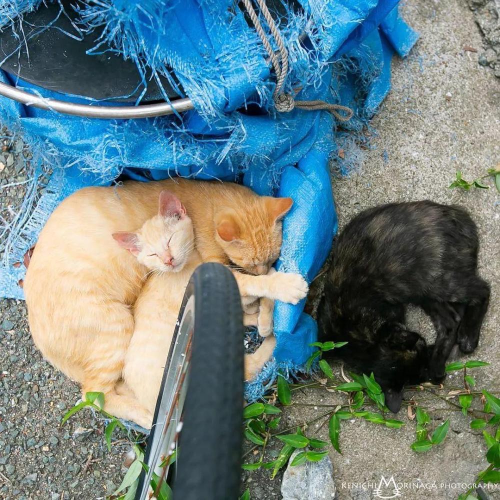 这个摄影师镜头下的流浪猫, 让人看着心里暖暖的