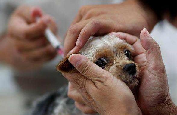 兽医提示: 狗狗有这“5个迹象”, 说明要驱虫了, 刻不容缓!