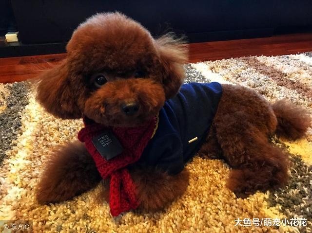 饲养泰迪犬, 要面对的6大“苦恼”, 你能接受几个?