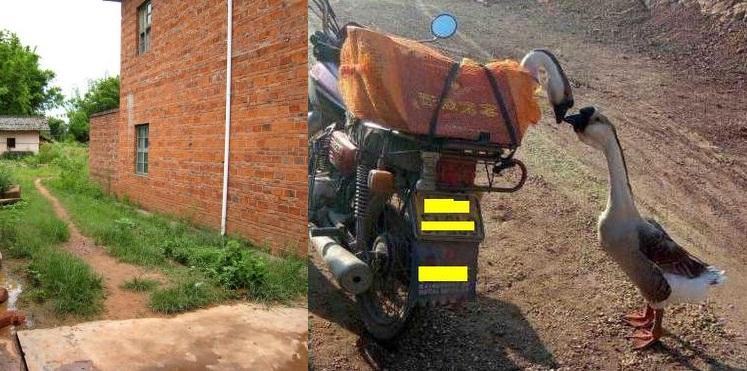 家里养了几只鹅, 从外面回家一反常态乱叫, 知道原因后大赞鹅聪明