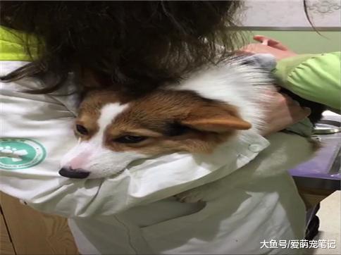 柯基怕疼就把头埋进护士姐姐臂弯, 直到针打完才抬头, 像极了孩子