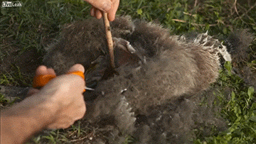 海龟■人类到底有多作孽? 一组图看清人类多么残忍