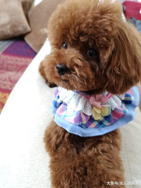 网友刚给泰迪买了两套新衣服, 怎么样? 好不好看……